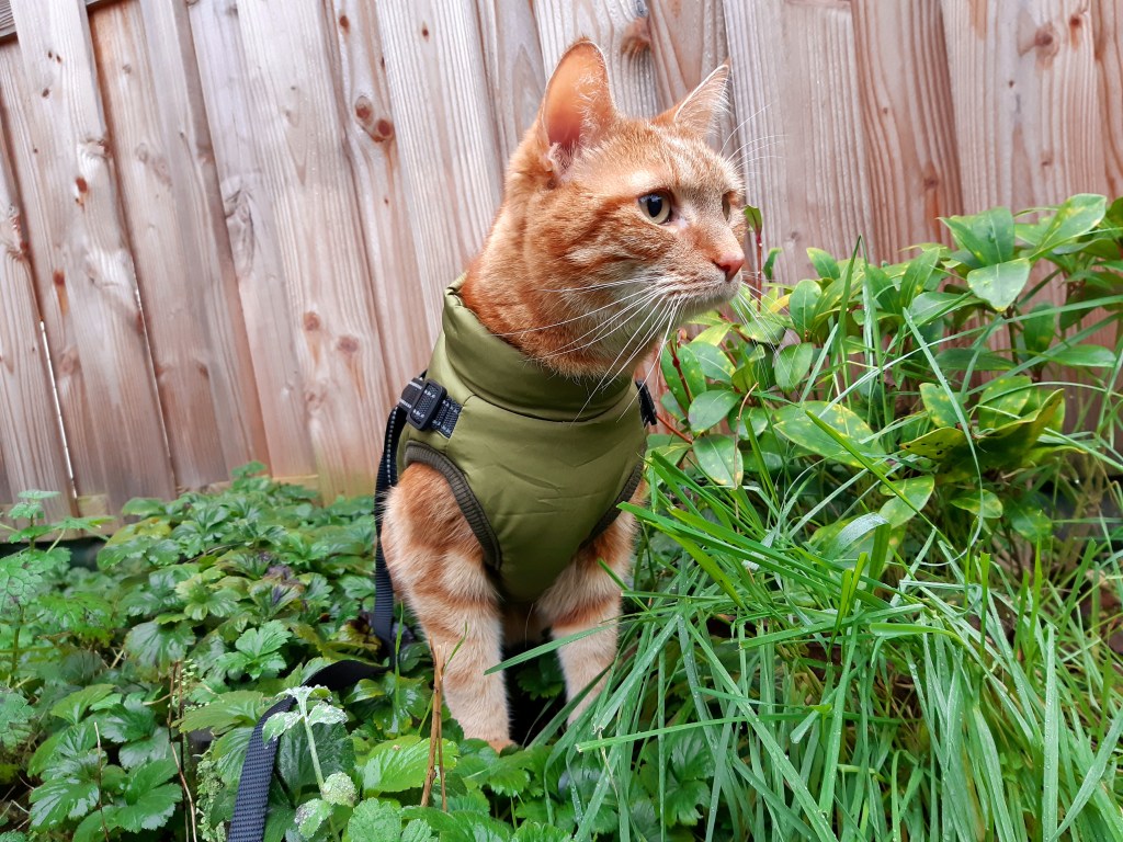 Kat David heeft ondanks dieetvoer tot twee keer toe blaasgruis gekregen. Met een persoonlijk voedingsplan is hij blaasgruisvrij.