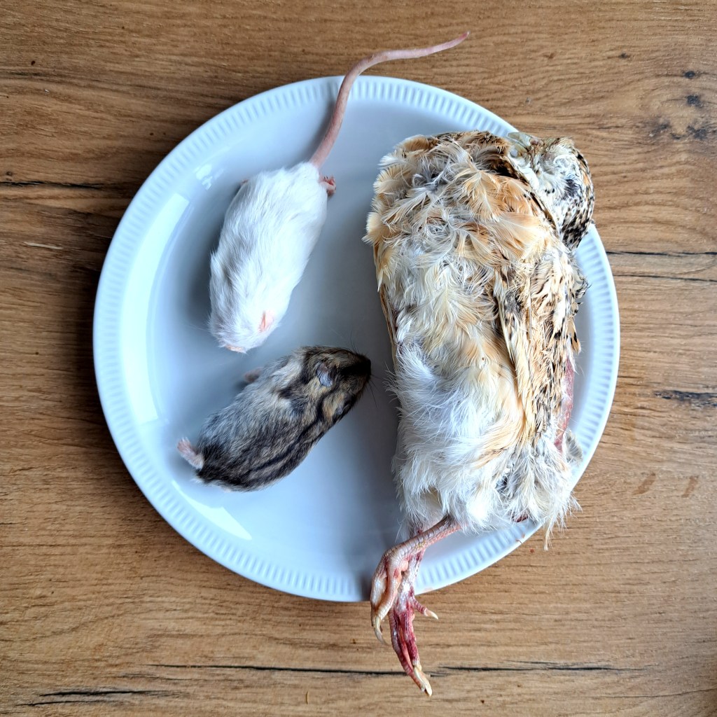 Hele prooidieren hebben vacht of veren, welke van belang zijn voor een goede darmwerking bij katten.