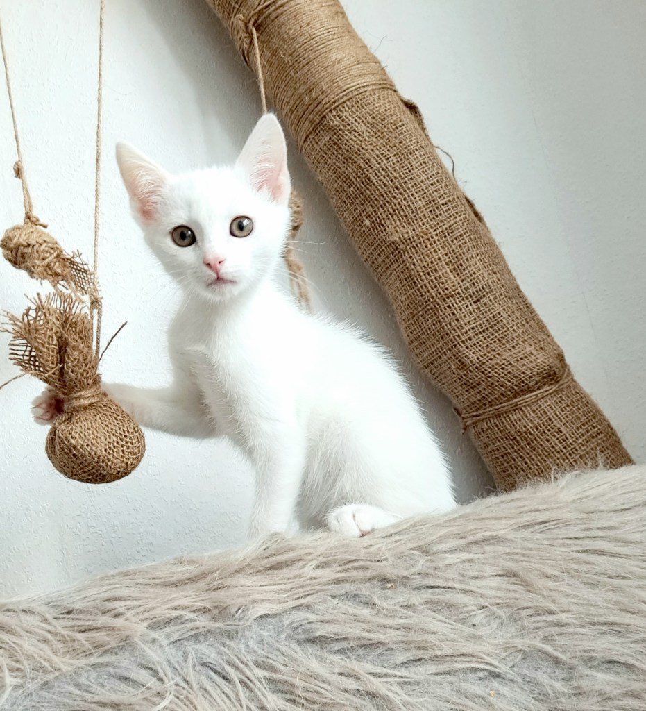Dove kitten Yuki, 13 weken oud. Hij speelt met een krabpaal.
