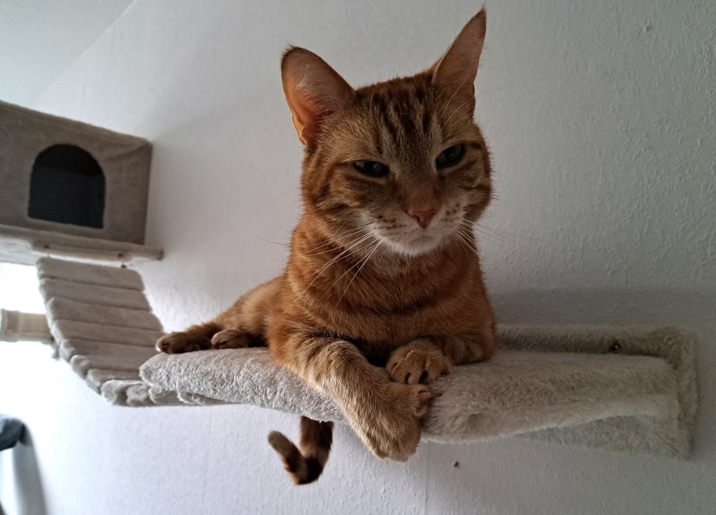 Een kat die blaasgruis heeft gehad. Hij krijgt nu goedkopere voeding die ook goed is tegen blaasgruis.