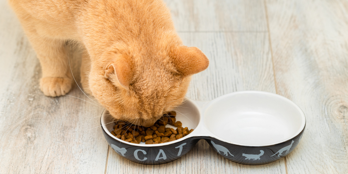 Kat krijgt dieetvoer voor diarree.
