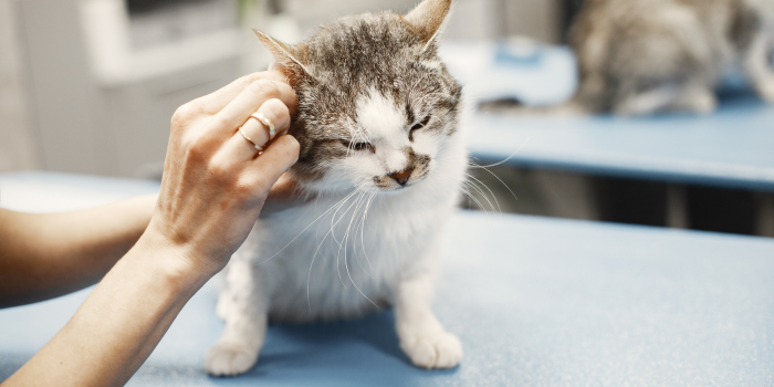 Kat bij de dierenarts vanwege diarree.