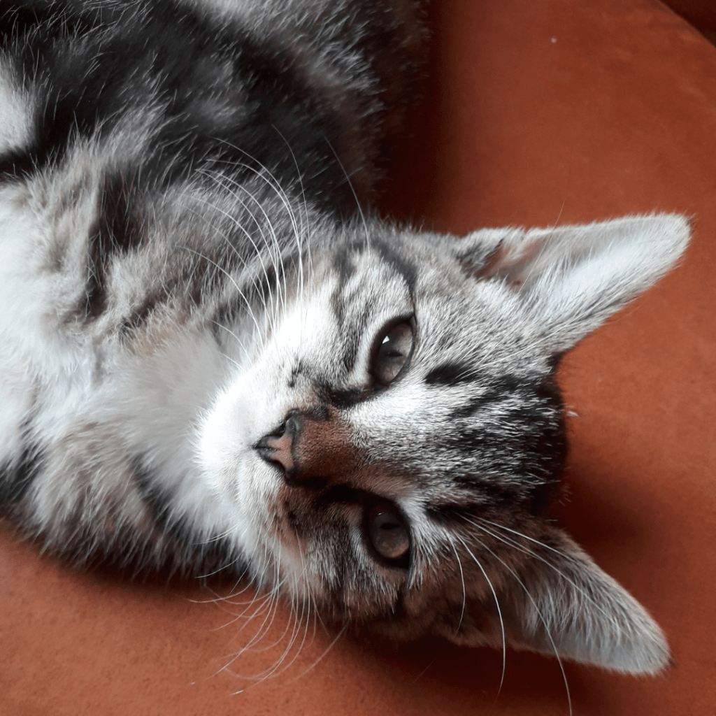 Kater Jim krijgt vooral gemalen vleesbot of beendermeel.