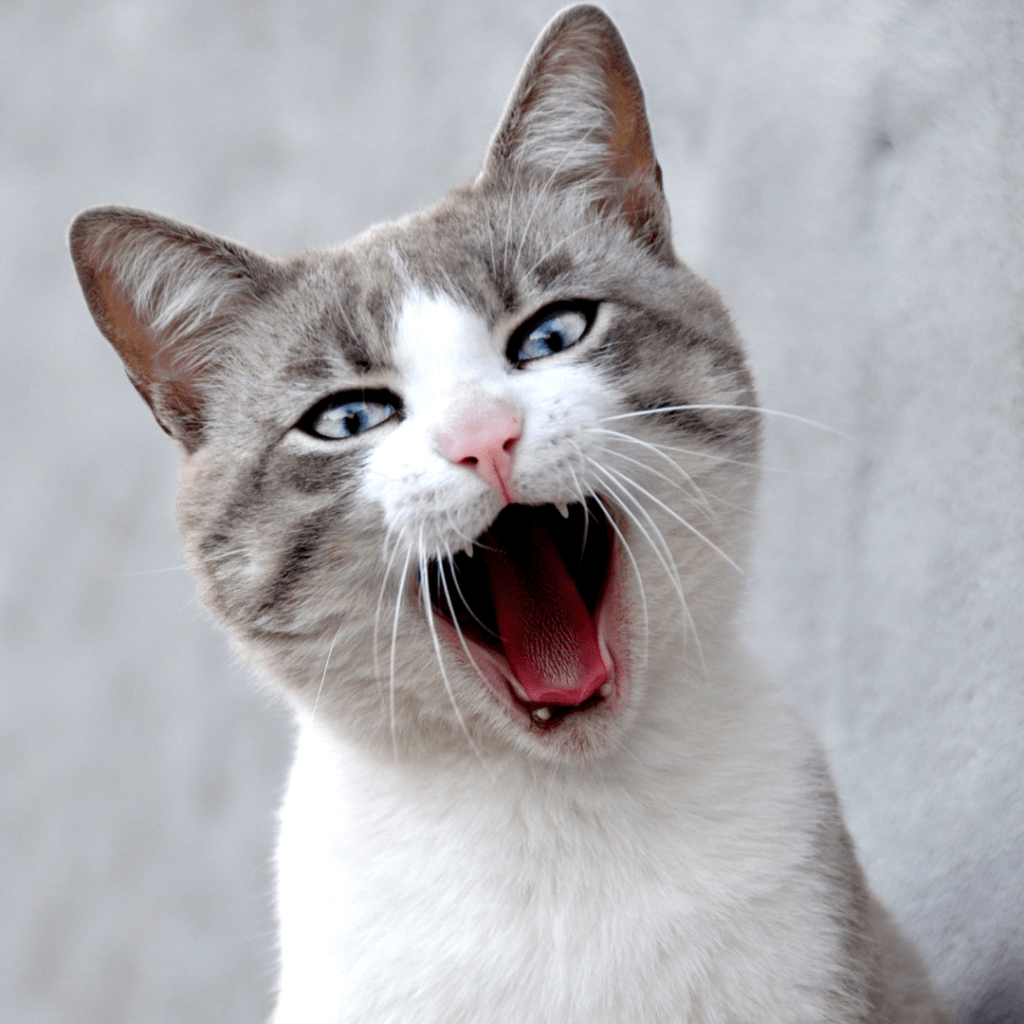 Kat laat zijn tanden zien.