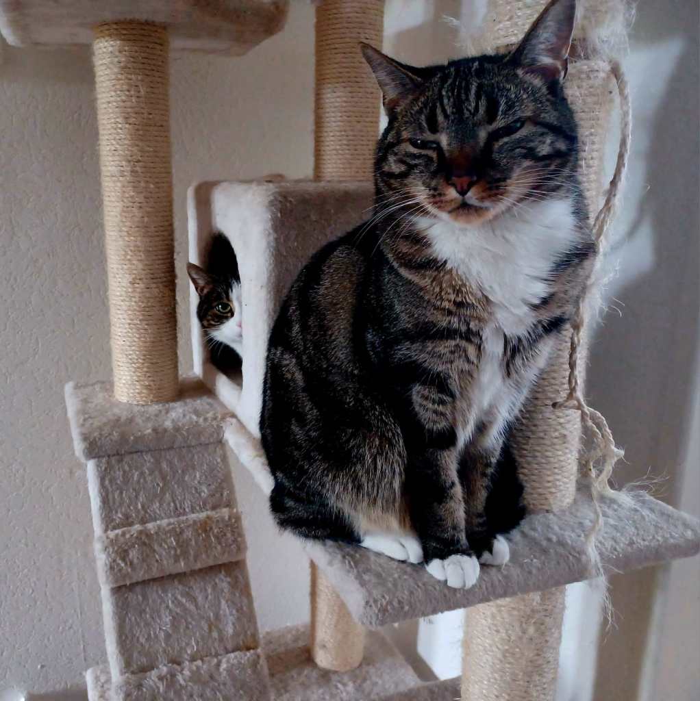 Twee katten die kaas heel erg lekker vinden. Ze krijgen soms een stukje geitenkaas.