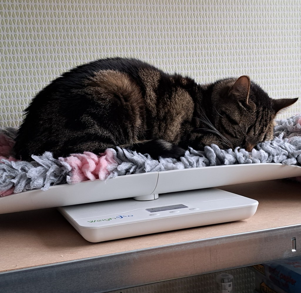 Een kat met overgewicht ligt op een weegschaal, terwijl zijn baasje tips zoekt over hoe ze haar kat kan laten afvallen.