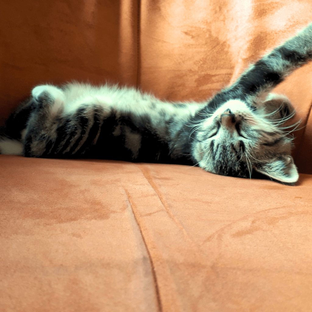 Blije kat die gezonde en lekkere kattenvoeding krijgt.