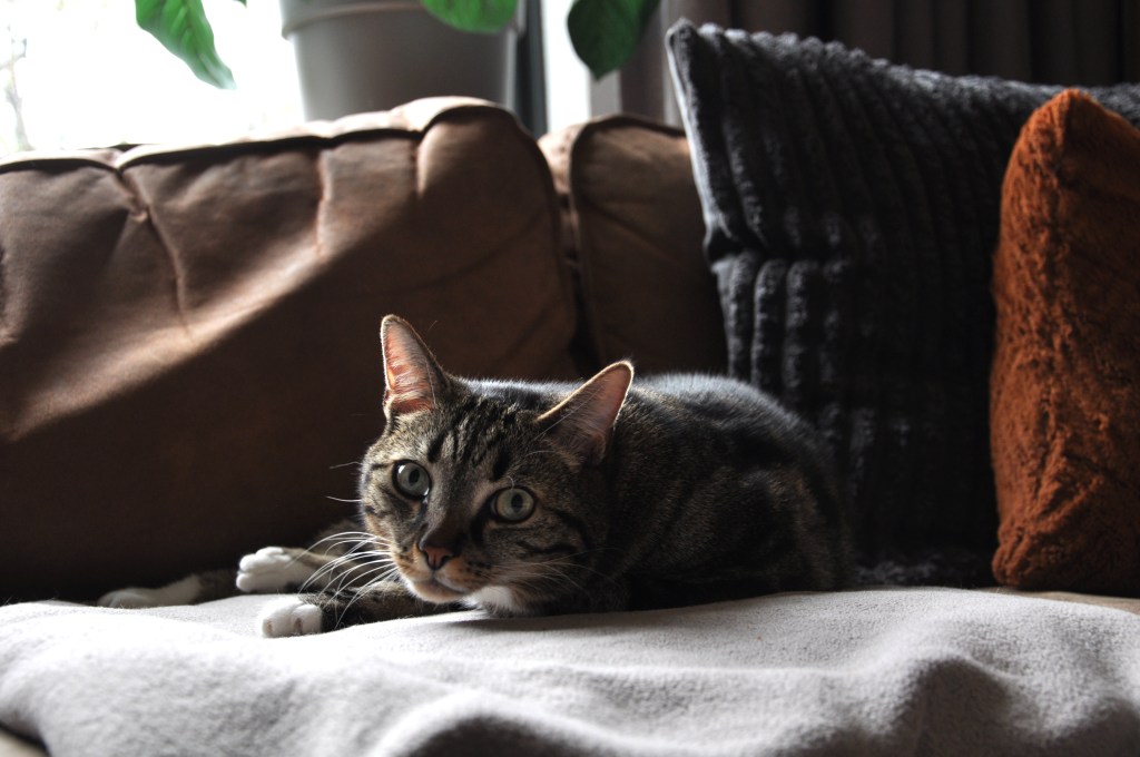 Dit is een kat die gezonde voeding krijgt. Hij was ooit veel te zwaar en is nu afgevallen naar een gezond gewicht.