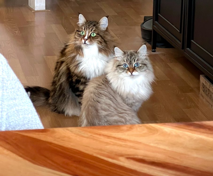 Huisdierenoppas in Leusden past tijdens vakantie op deze twee katten.