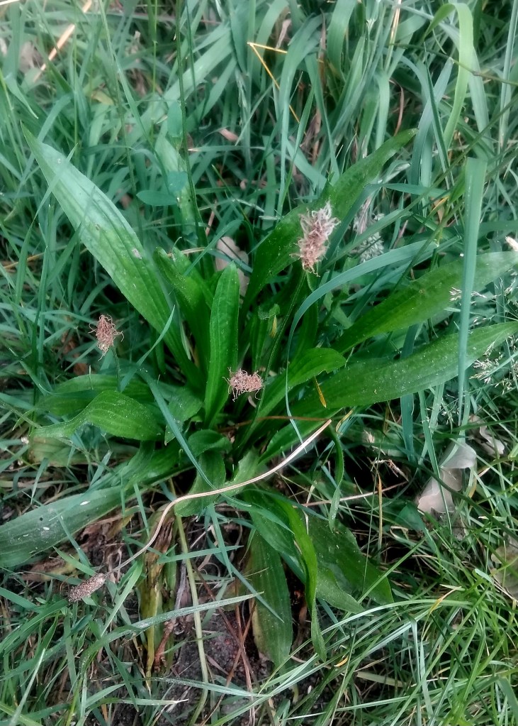 Smalle weegbree, kruiden voor katten.
