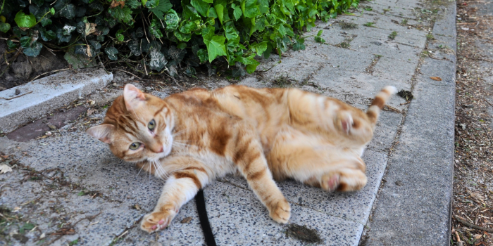 Blaasgruiskat is opgeknapt met vers vlees voeding.