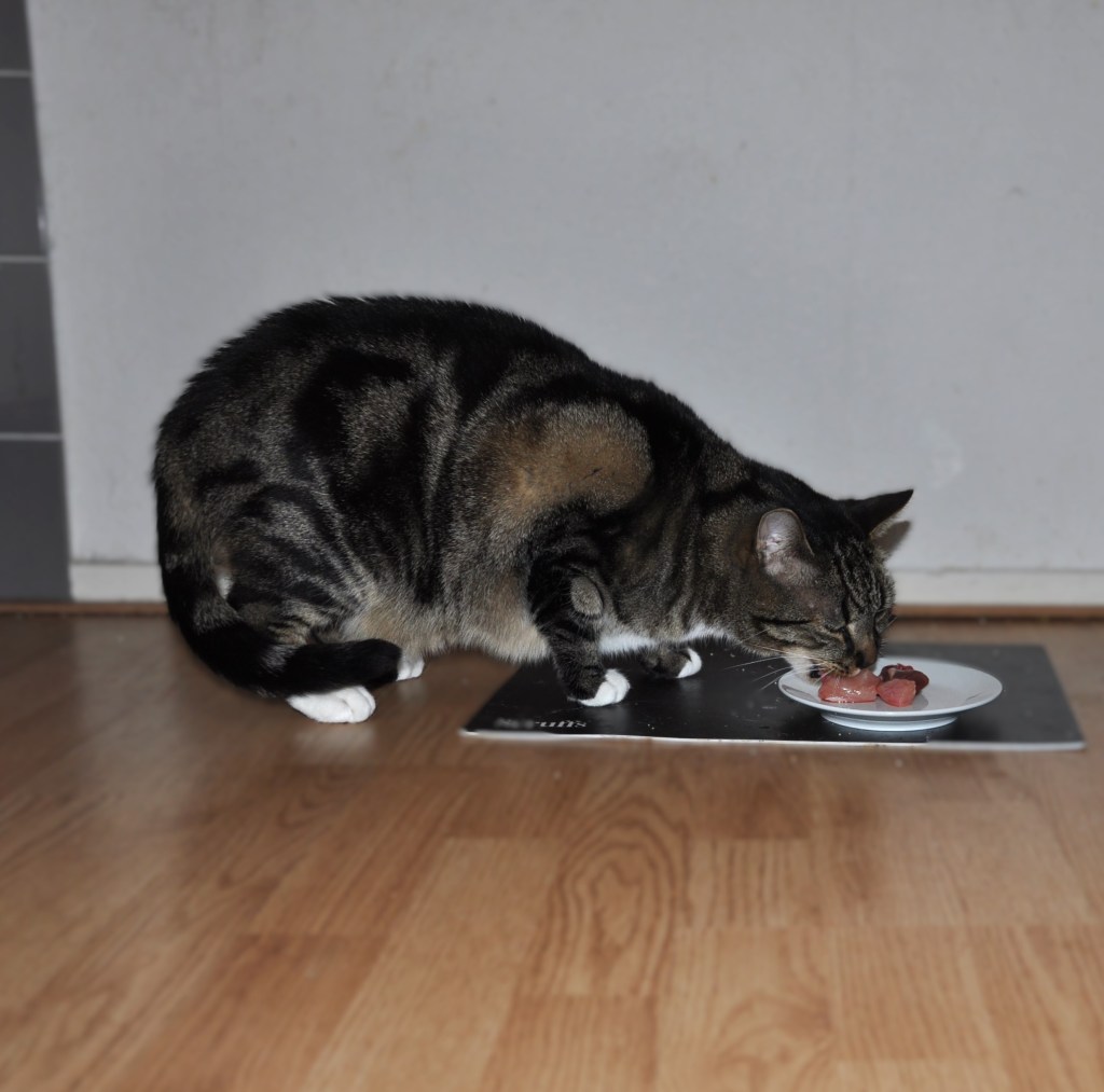 Kat eet op zijn eigen eetplek en heeft voldoende afstand tot andere katten zodat hij rustig kan eten.