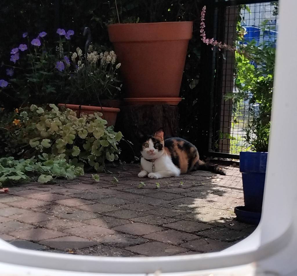 Oppaskat Roxy in Leusden