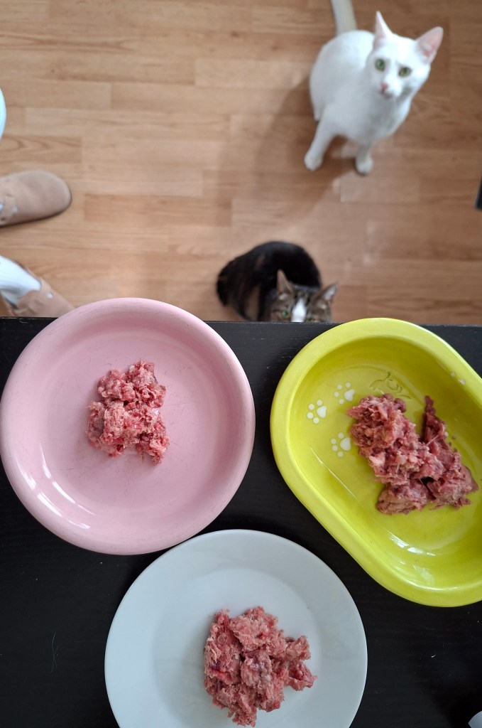 Katten wachten op hun eten.
